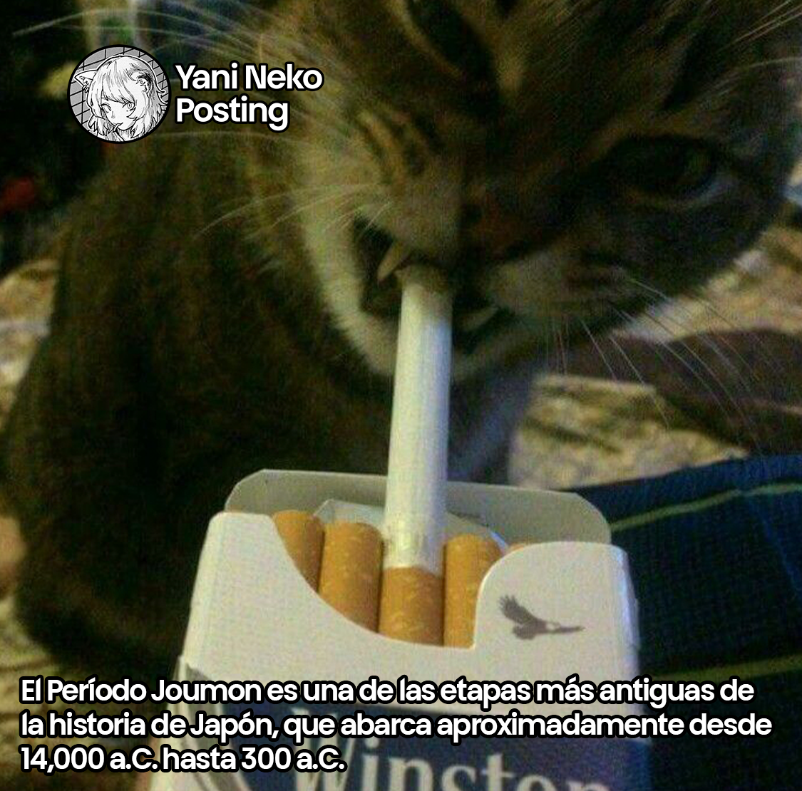 NICOTINEKO Capitulo 57 página 11
